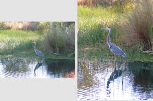 CorrectPhoto-Crop and Color Correct to make a great photo